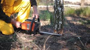 Best Tree Preservation Services  in Dayton, NJ